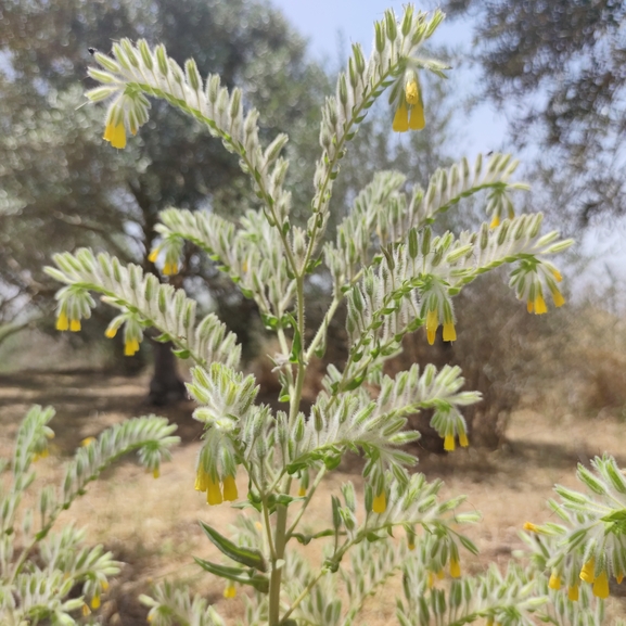 סומקן ענקי  צולם על ידי מרב לבל 