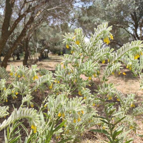 סומקן ענקי  צולם על ידי מרב לבל 