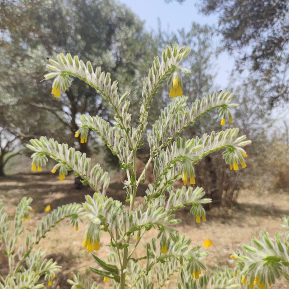 סומקן ענקי  צולם על ידי מרב לבל 