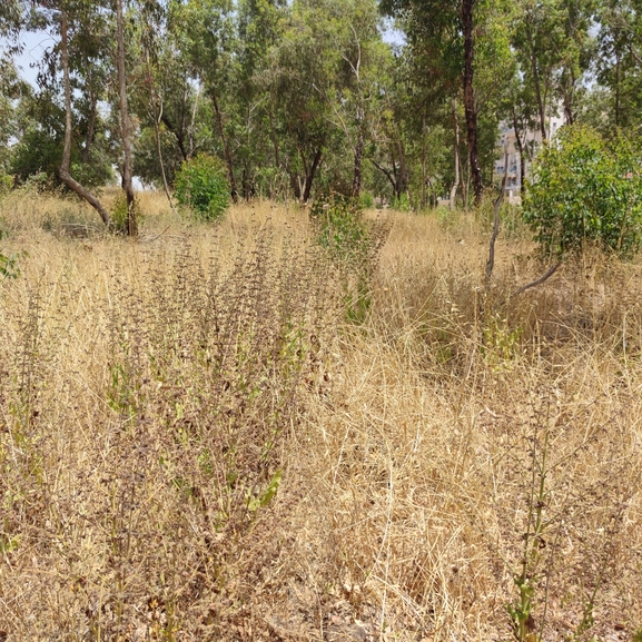 מרוות איג  צולם על ידי מרב לבל 