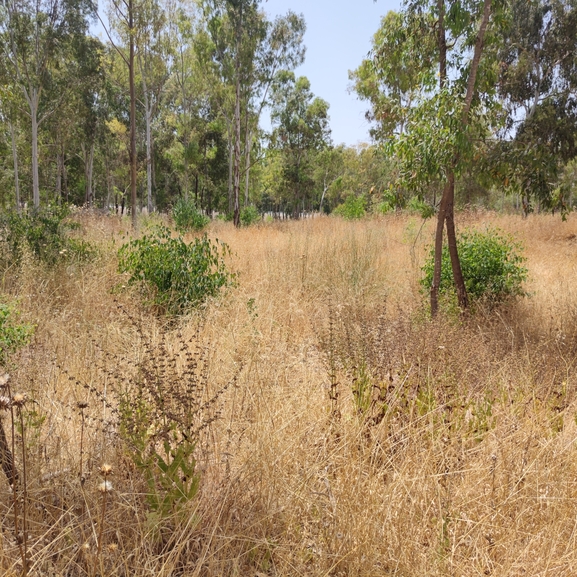 מרוות איג  צולם על ידי מרב לבל 