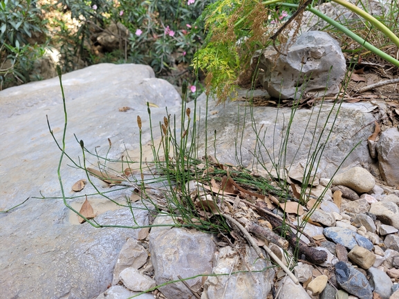 Giant horsetail  