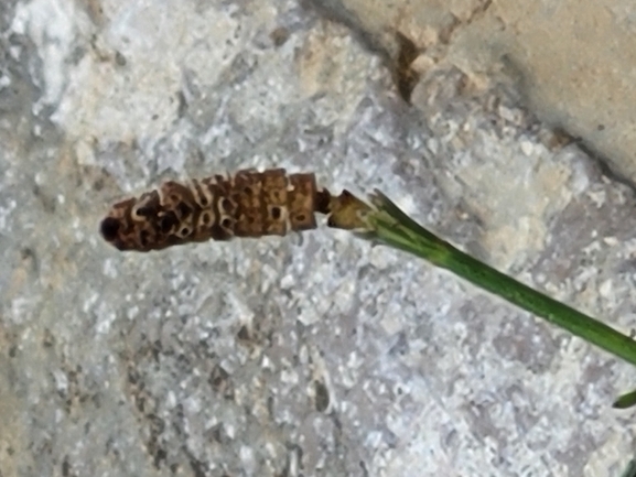 Giant horsetail  