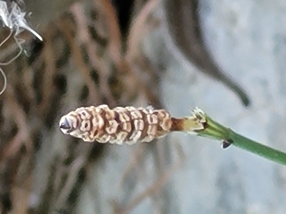 Giant horsetail  