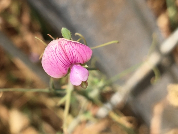 טופח קסיוס  צולם על ידי בר שמש 