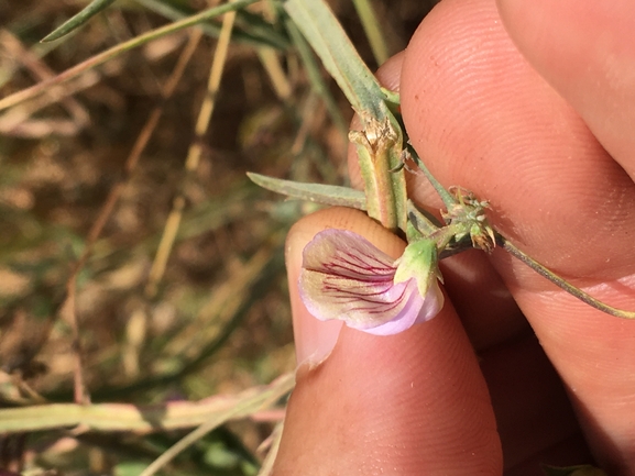 טופח קסיוס  צולם על ידי בר שמש 