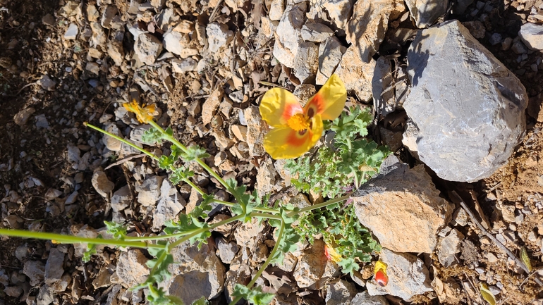 פרגה קרחת  צולם על ידי תמי קרן-רותם 