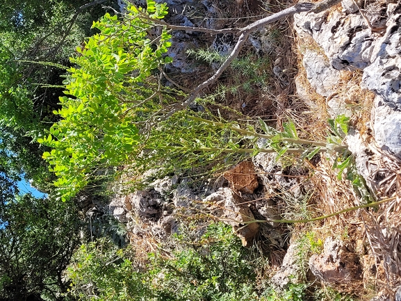 בוצין הבשן  צולם על ידי מרגרטה וולצ'אק 