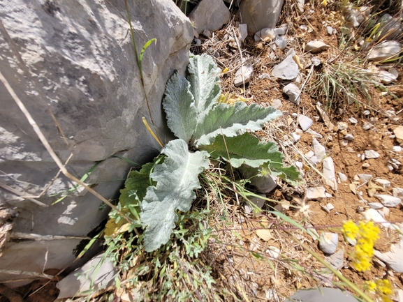 בוצין הבשן  צולם על ידי מרגרטה וולצ'אק 