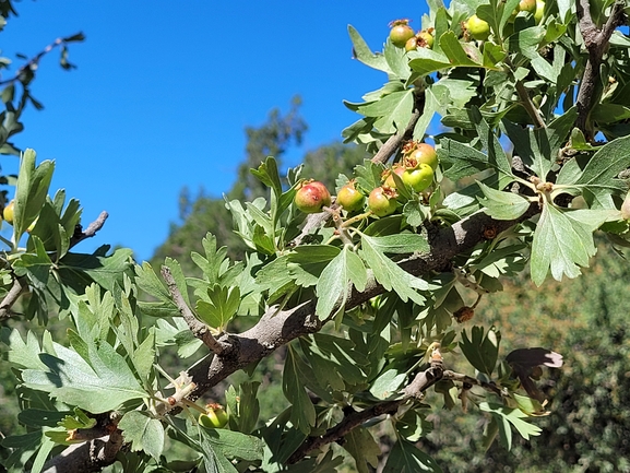 עוזרר אדום  צולם על ידי מרגרטה וולצ'אק 