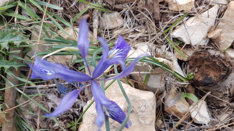 אירוס הגלבוע  צולם על ידי טליה אורון 