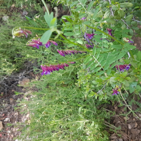 אירוס הגלבוע  צולם על ידי טליה אורון 