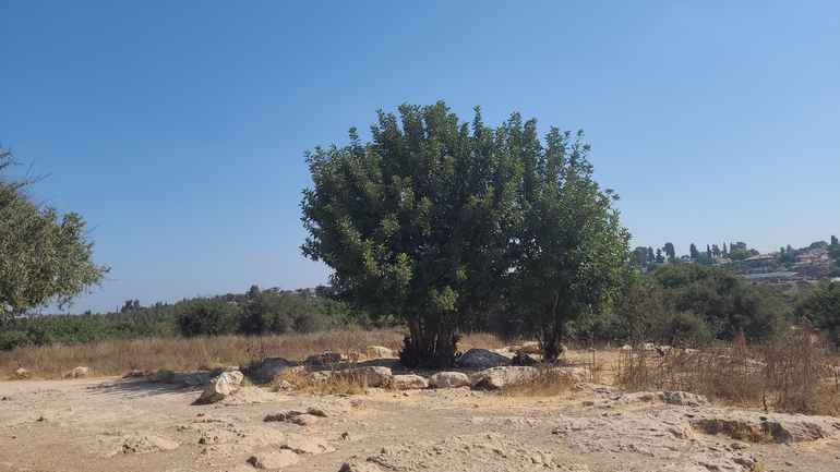 אירוס הגלבוע  צולם על ידי ליעד כהן 