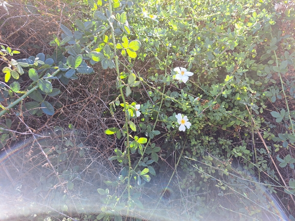 אירוס הגלבוע  צולם על ידי טליה אורון 