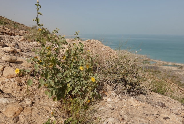 אירוס הגלבוע  צולם על ידי גל וין 