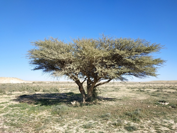 שקד רמון  צולם על ידי גל וין 