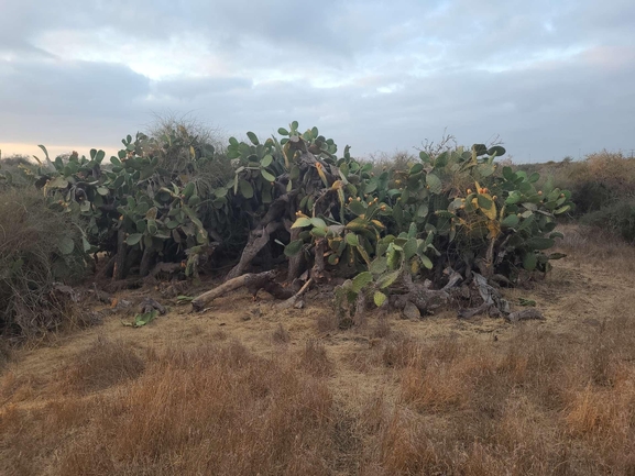 אירוס הגלבוע  צולם על ידי סיון מרדוק 