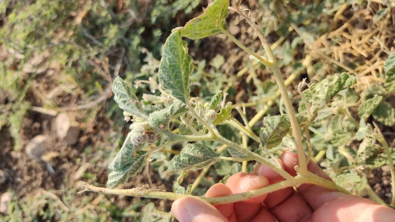 לשישית מקומטת  צולם על ידי נעם שגב 