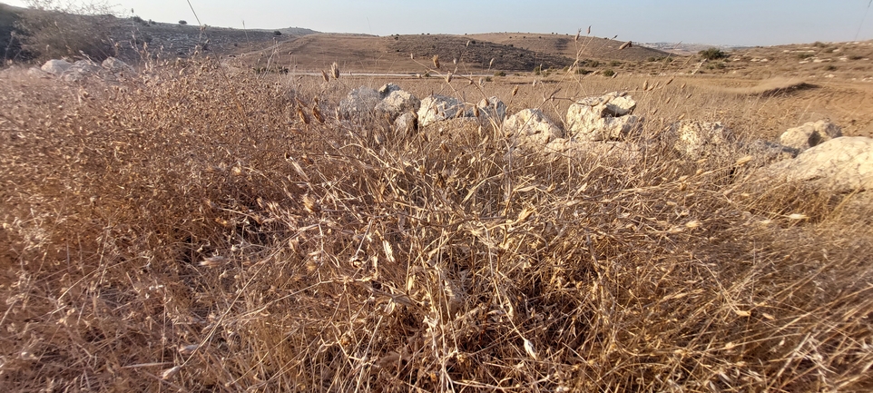 דרדר אשקלון  צולם על ידי הילה גיל 