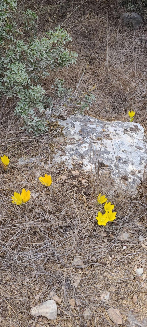 אירוס הגלבוע  צולם על ידי אורי אורבך 