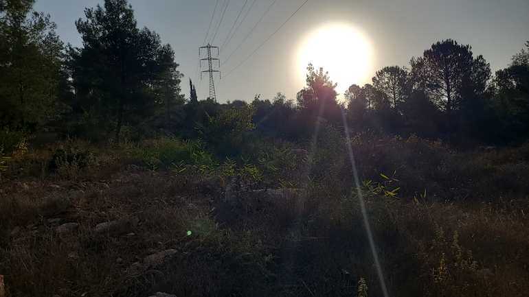 אירוס הגלבוע  צולם על ידי סיון מרדוק 