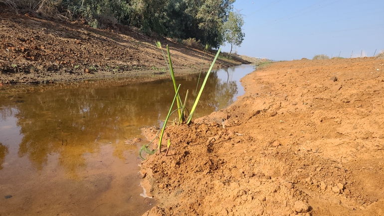 גומא הפפירוס  צולם על ידי נצר אלימלך 