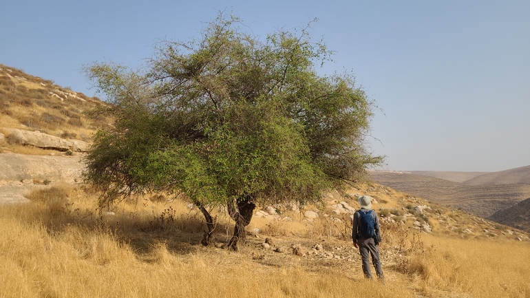 אירוס הגלבוע  צולם על ידי רועי גלעד 