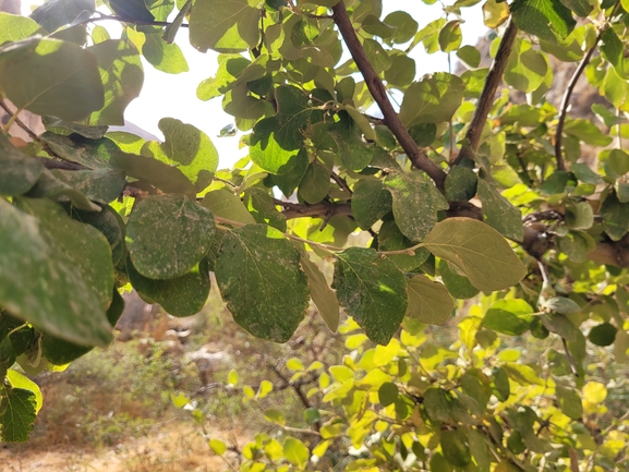 אירוס הגלבוע  צולם על ידי אסף מזרחי 