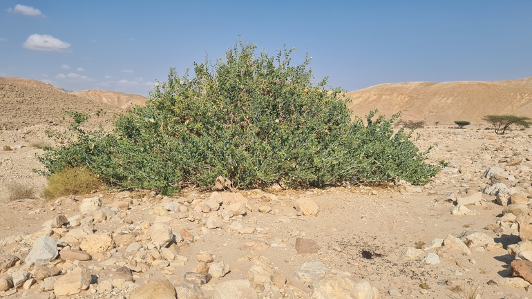 אירוס הגלבוע  צולם על ידי דורון ניסים 