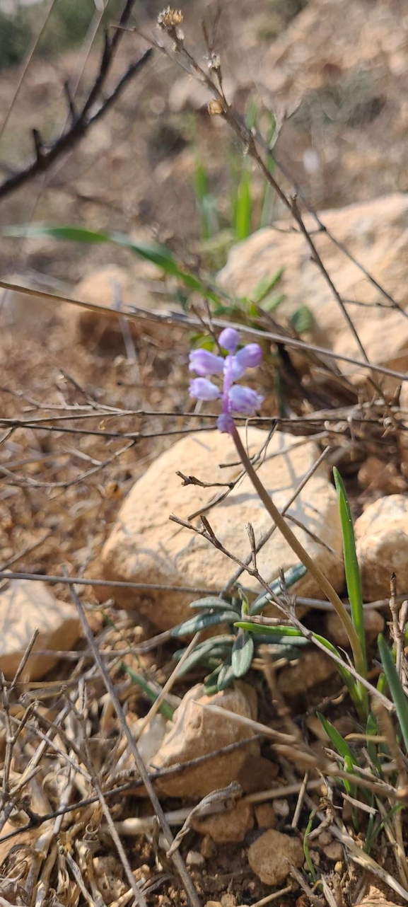 אירוס הגלבוע  צולם על ידי אורי אורבך 