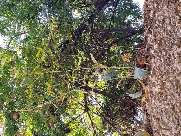 שחליים גבוהים  צולם על ידי מרגרטה וולצ'אק 