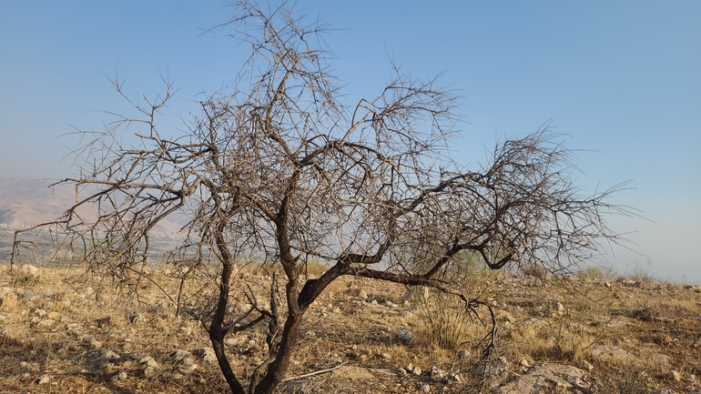 אירוס הגלבוע  צולם על ידי אסף קפלן 