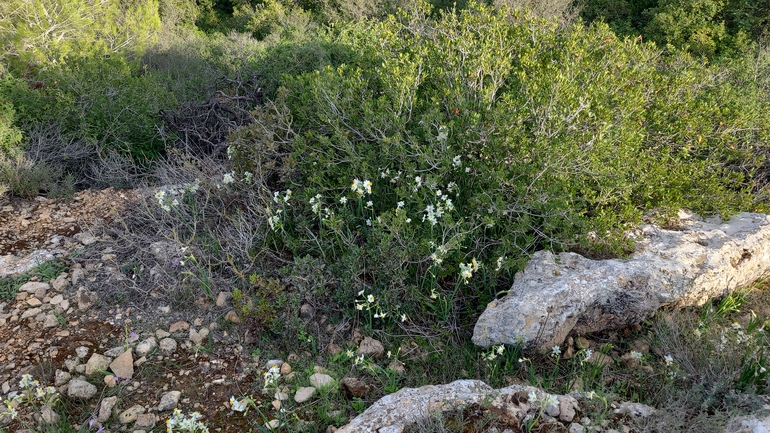 אירוס הגלבוע  צולם על ידי סיון מרדוק 