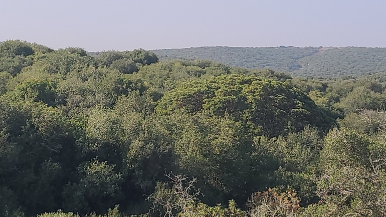 אירוס הגלבוע  צולם על ידי ליעד כהן 