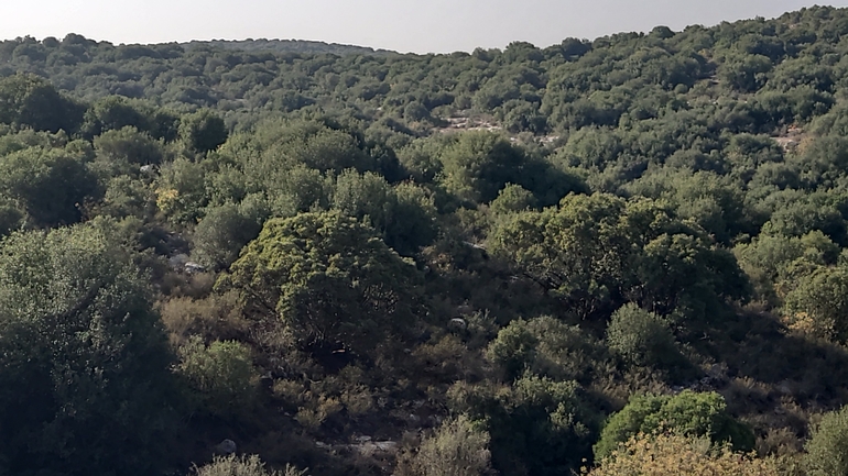 אירוס הגלבוע  צולם על ידי ליעד כהן 