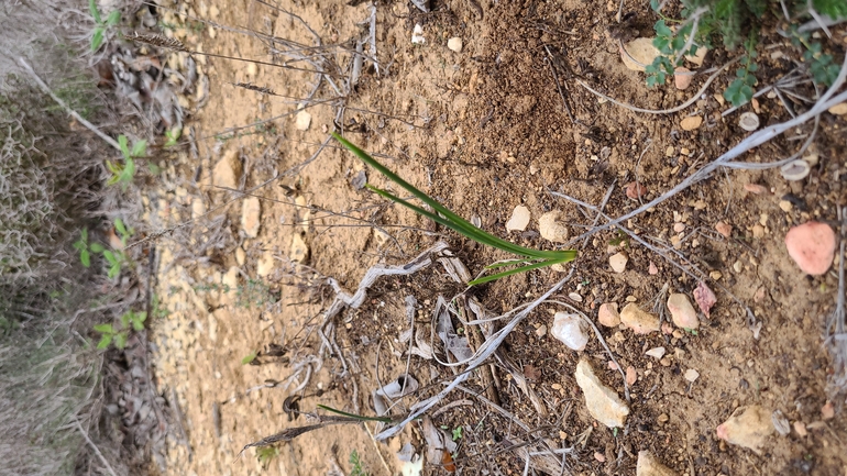 אירוס הגלבוע  צולם על ידי נדב גנות 