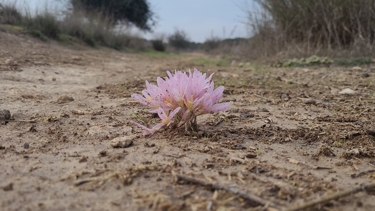 אירוס הגלבוע  צולם על ידי ליעד כהן 