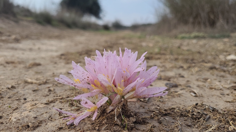 אירוס הגלבוע  צולם על ידי ליעד כהן 