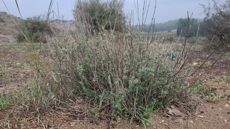 אירוס הגלבוע  צולם על ידי ליעד כהן 