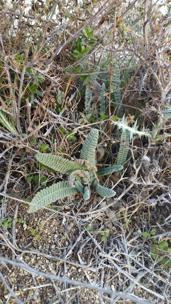 קדד נאה  צולם על ידי יהונתן רונס 