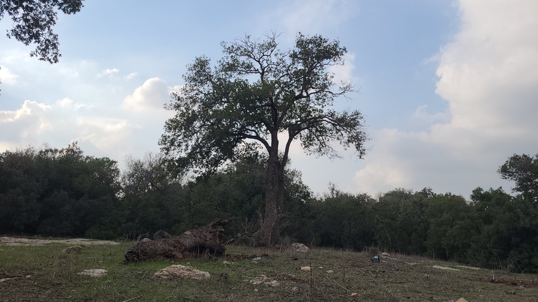 אירוס הגלבוע  צולם על ידי ליעד כהן 