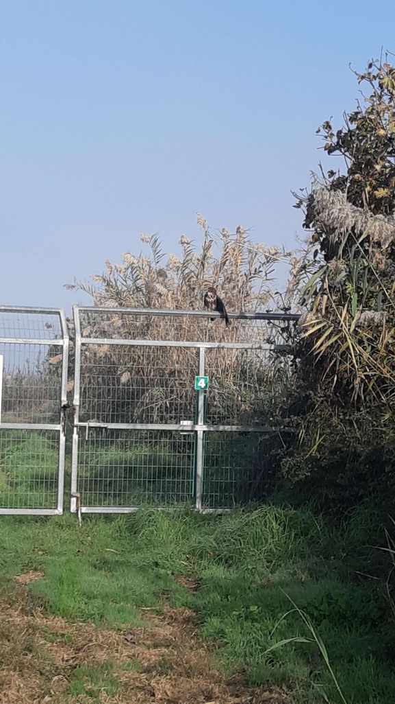 אירוס הגלבוע  צולם על ידי יורם מלכה 