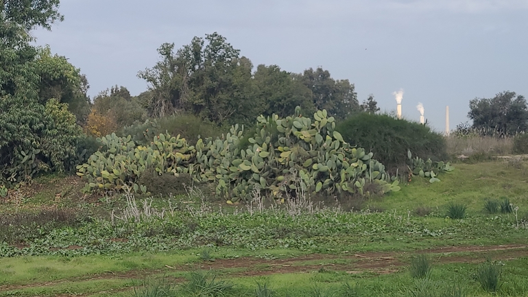 אירוס הגלבוע  צולם על ידי ליעד כהן 