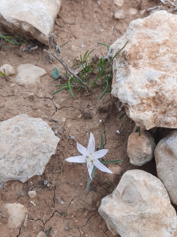 ציצן קצר  צולם על ידי גלעד וייל 