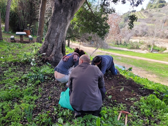 אירוס הגלבוע  צולם על ידי מרגרטה וולצ'אק 