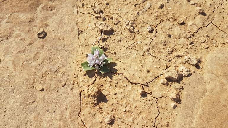 אירוס הגלבוע  צולם על ידי ליאן קמבליס 