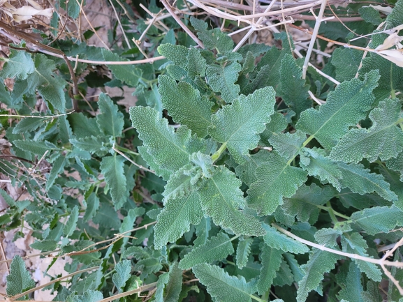 אירוס הגלבוע  צולם על ידי גלעד וייל 