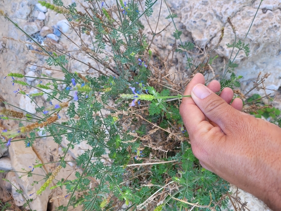 אירוס הגלבוע  צולם על ידי גלעד וייל 