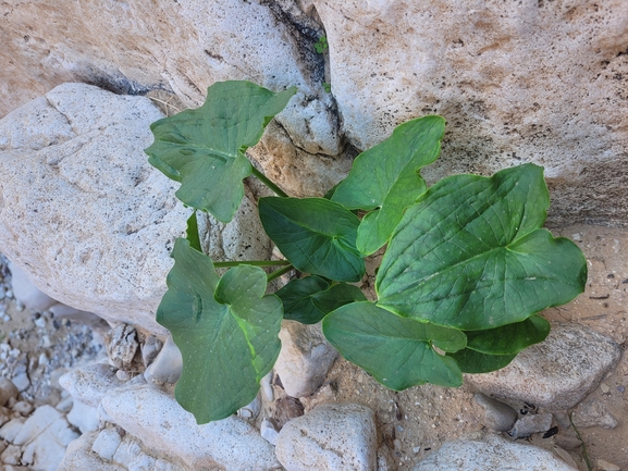 אירוס הגלבוע  צולם על ידי גלעד וייל 