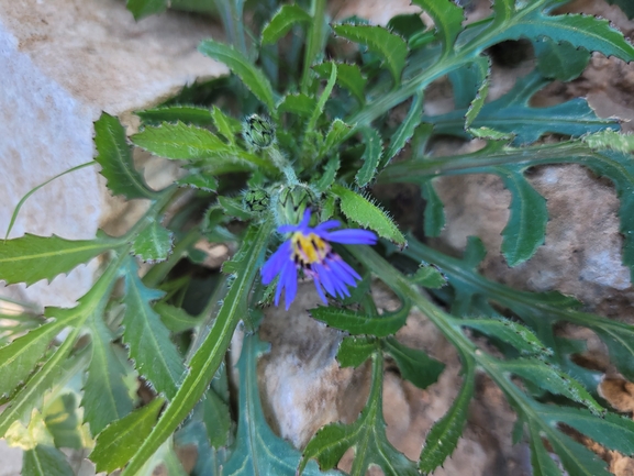 אירוס הגלבוע  צולם על ידי גלעד וייל 